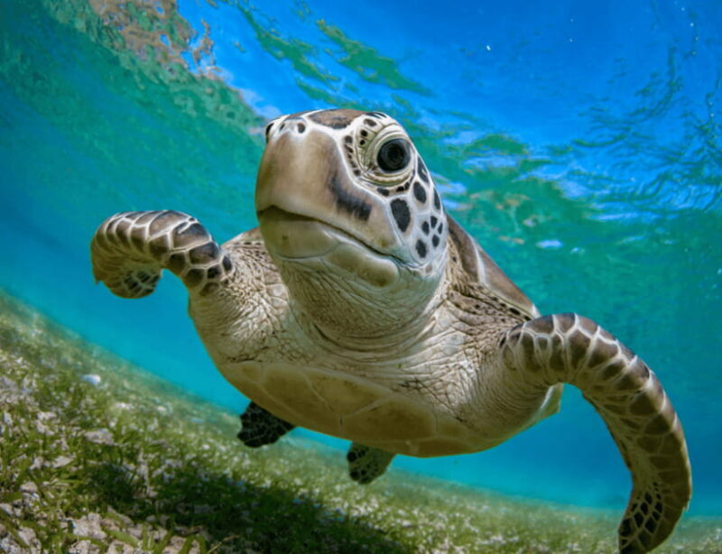 Bohol: Panglao Island Hopping & Dolphin Watching Tour - The Importance of a Knowledgeable Guide