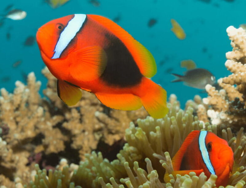Bohol: Panglao Island Hopping & Dolphin Watching Tour - FAQs
