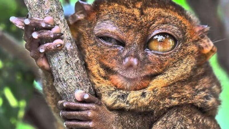 Bohol: Premium Chocolate Hills, Tarsiers & River Experience - Key Points