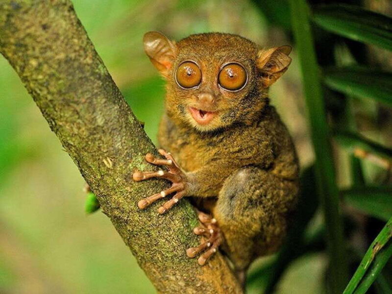 Bohol: Premium Chocolate Hills, Tarsiers & River Experience - The Verdict: Who Should Take This Tour?