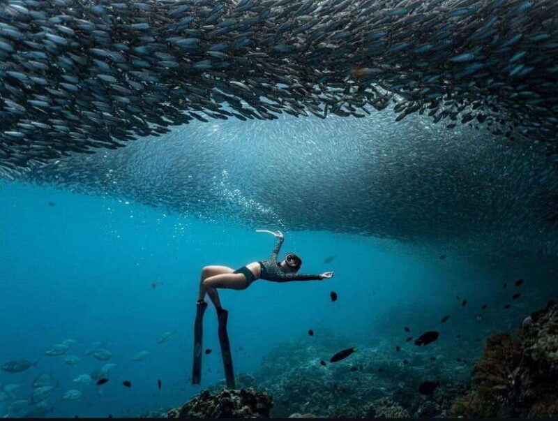 Bohol: Snorkel One of PHs Largest Sardine Schools - A Closer Look at What to Expect