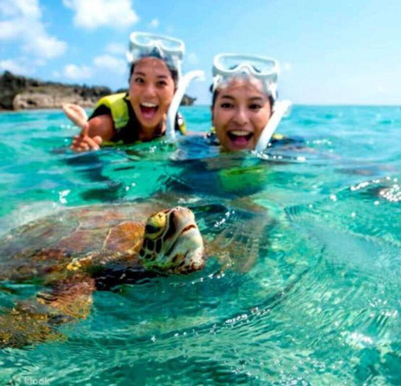 Bohol: Swim with Sea Turtles, Dolphins & Island Hopping Tour - Key Points