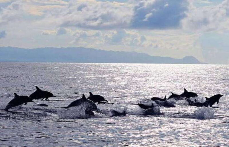 Bohol: Swim with Sea Turtles, Dolphins & Island Hopping Tour - Potential Drawbacks