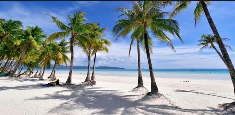 Bohol: Swim with Sea Turtles, Dolphins & Island Hopping Tour - Who Will Love This Tour?