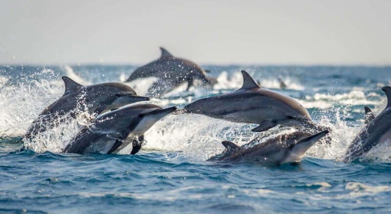 Bohol: Swim with Sea Turtles, Dolphins & Island Hopping Tour - FAQ