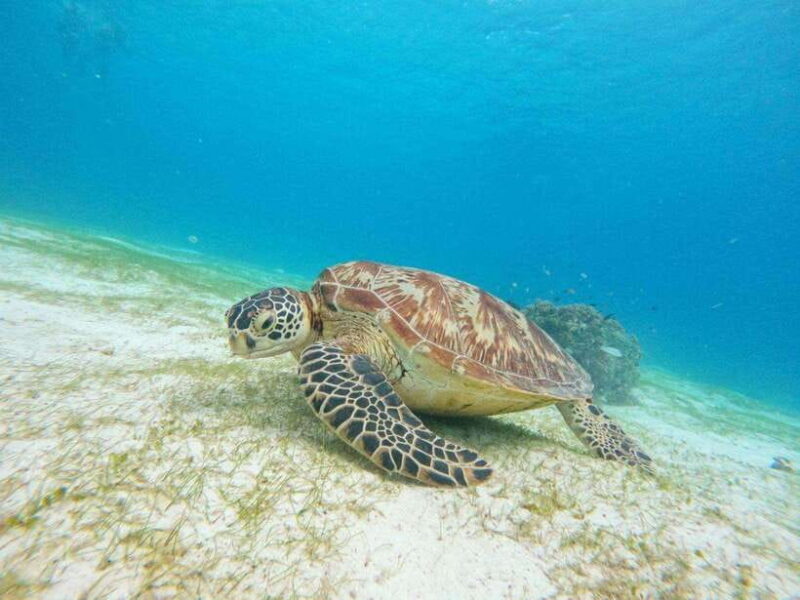 Bohol: Turtle Sanctuary Snorkeling Boat Tour with Lunch - Frequently Asked Questions