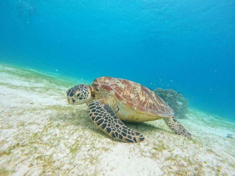 Bohol: Turtle Sanctuary Snorkeling Boat Tour with Lunch - Final Thoughts