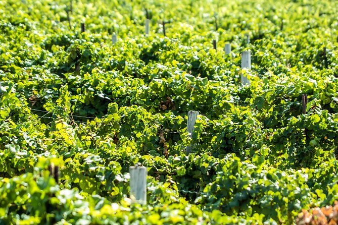 Boise River Wine Walk: Sip and Stroll Through Urban Wineries - Who Will Enjoy This Tour?