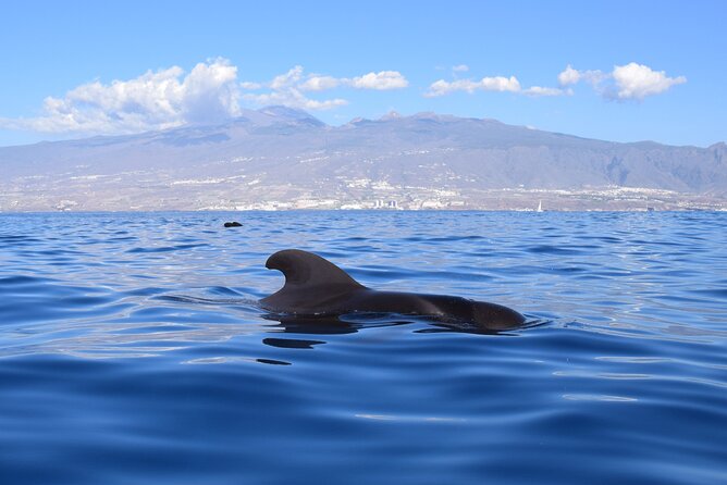Bonadea II Ecological Whale Watching, 2 Hours - Meeting and End Point Details