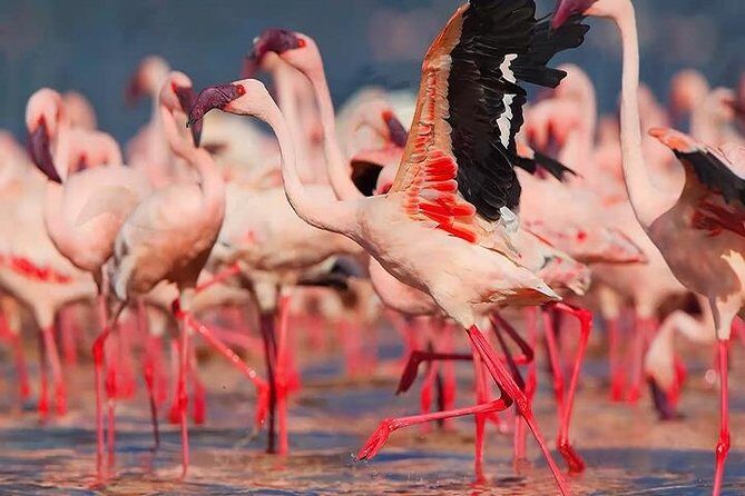 Bonaire Essentials Island Tour - Key Points