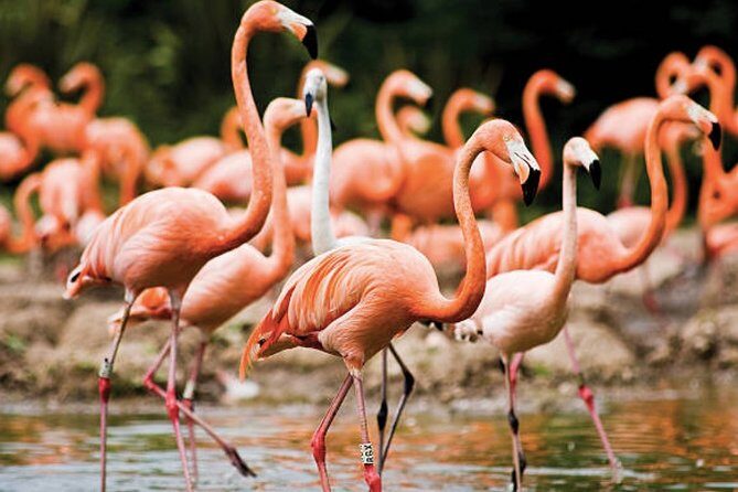 Bonaire Shore Excursion: The Bonaire Highlights Tour - What to Expect from the Bonaire Highlights Tour