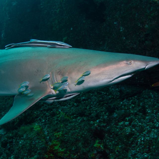 Bondi: Shark Dive at Bushrangers Bay for Certified Divers - Key Points