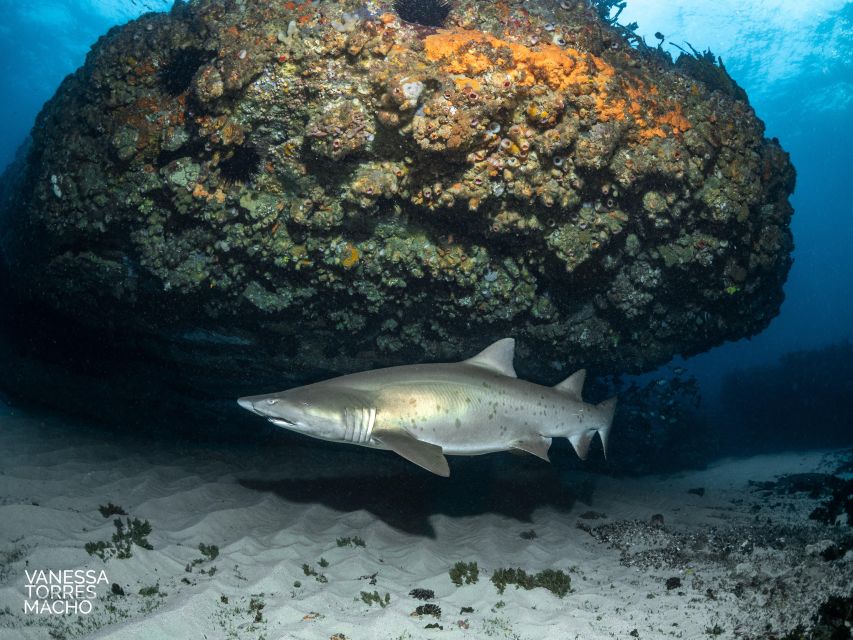 Bondi: Shark Dive at Bushrangers Bay for Certified Divers - Itinerary
