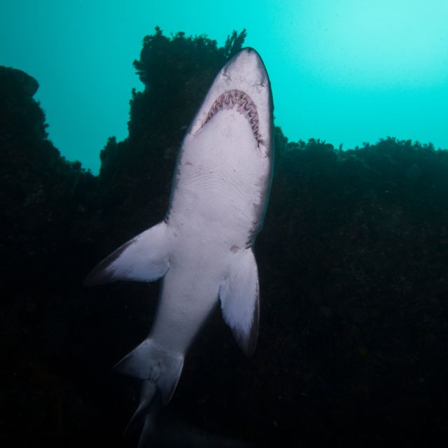 Bondi: Shark Dive at Bushrangers Bay for Certified Divers - Recap