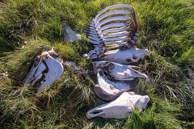 Bone Hunting in Wyoming - Key Points