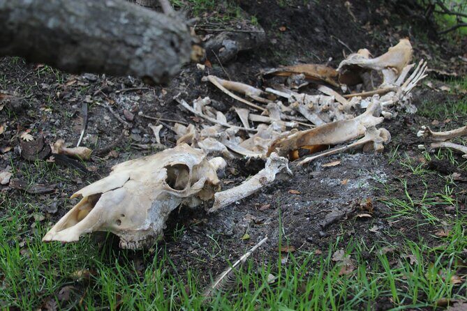 Bone Hunting in Wyoming - FAQs