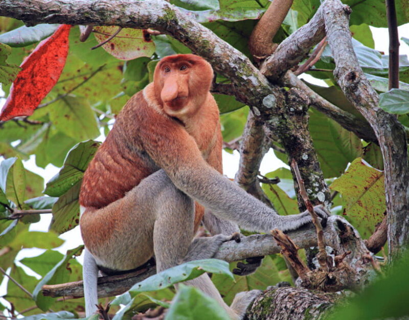 Bongawan River Cruise: Proboscis Monkey & Fireflies Viewing - Who Will Enjoy This Tour?