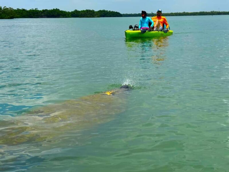 Bonita Springs: Kayak Tour with Manatees, Dolphins Sightings - What Makes This Tour Stand Out?