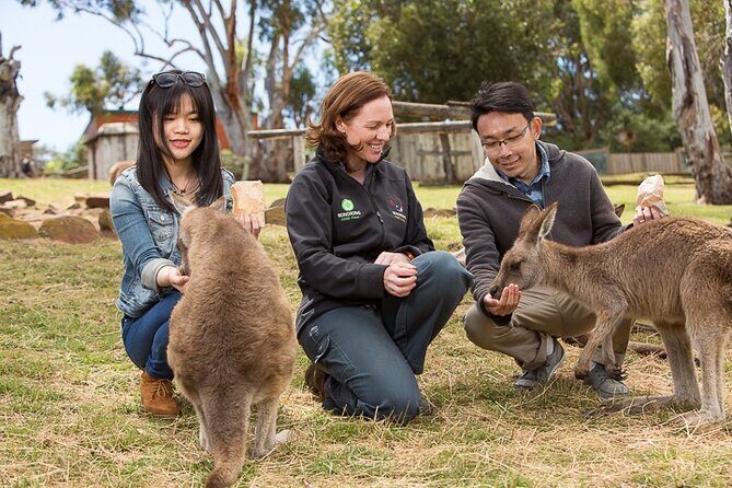 Bonorong Wildlife Park and Richmond Afternoon Tour from Hobart - An In-Depth Look at the Tour Experience