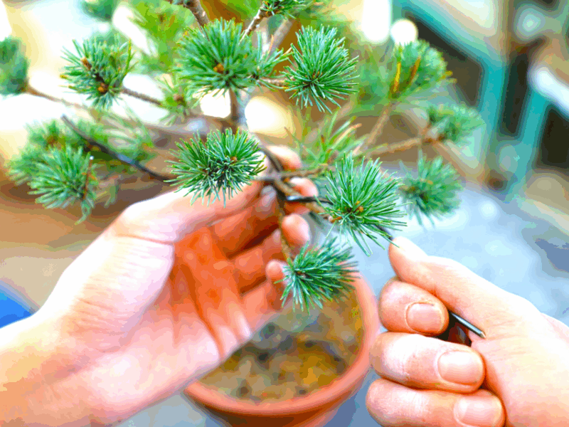 Bonsai City: Bonsai Tour & Experience at Bonsai Sanctuary - Important Visitor Information