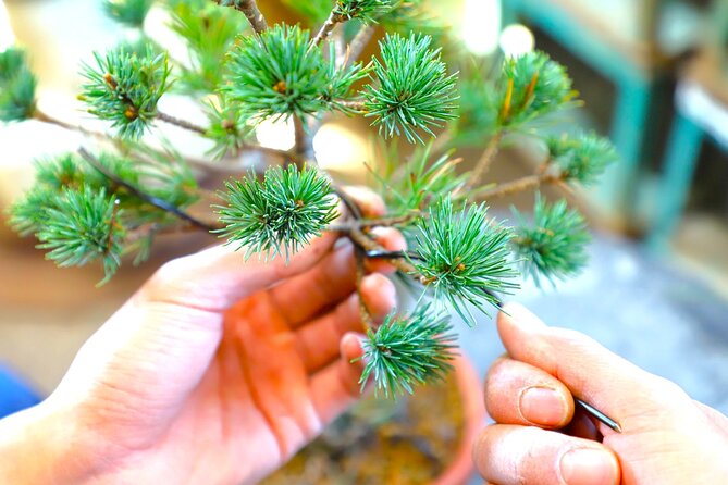 Bonsai Tour & Experience at the Most Sacred City for Bonsai in JP - Meeting Point and Schedule