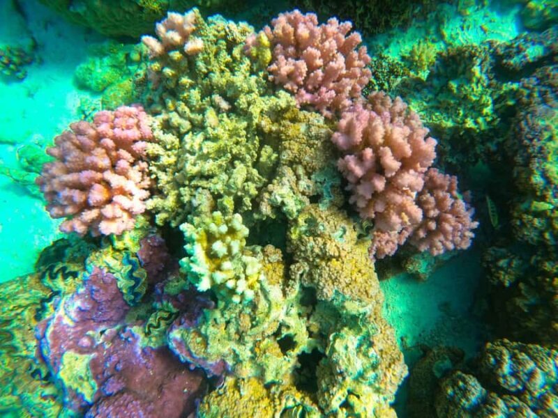 Bora Bora: 1/2 day Coral Discovery tour - Shared tour - Introduction