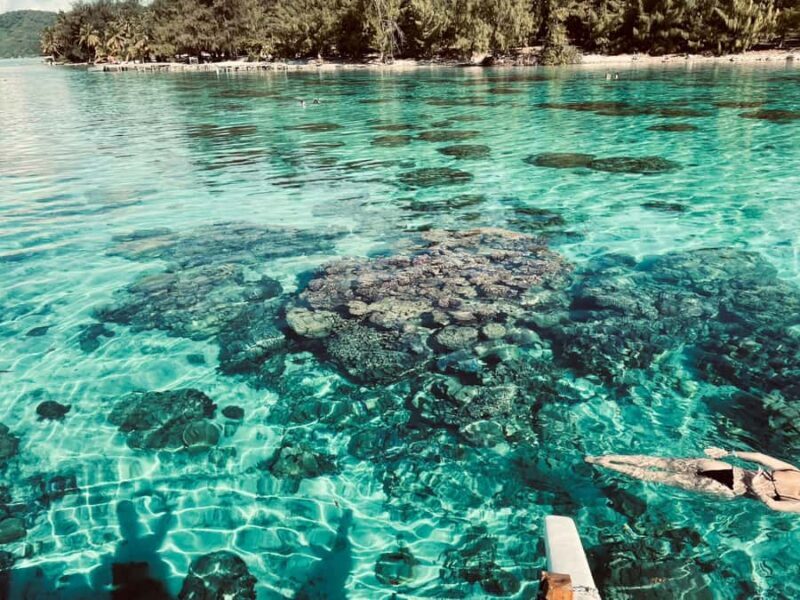 Bora Bora: 1/2 day Coral Discovery tour - Shared tour - Key Points