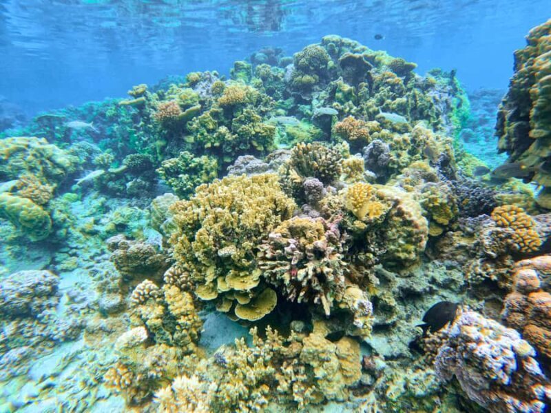 Bora Bora: 1/2 day Coral Discovery tour - Shared tour - Who Would Enjoy This Tour?