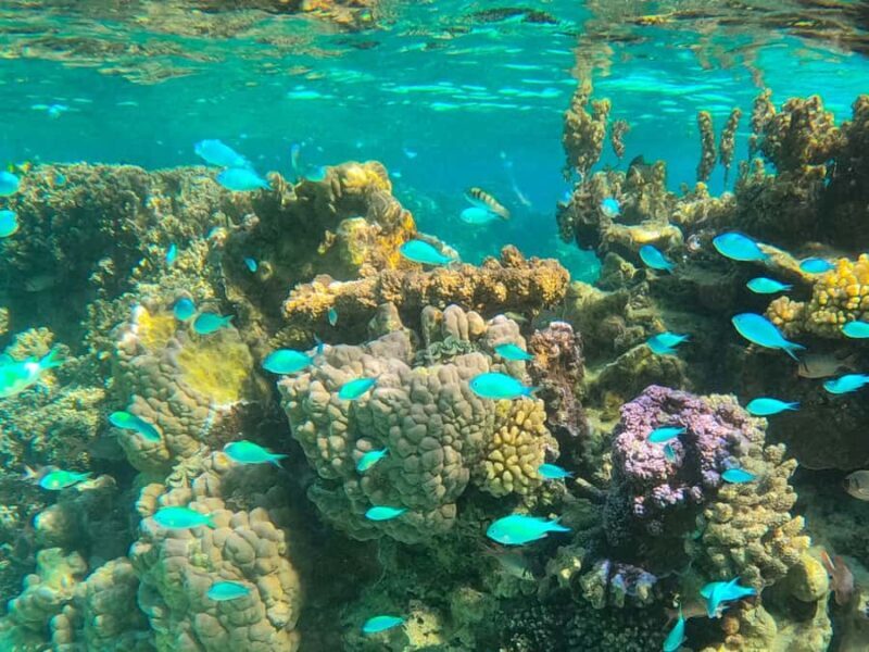 Bora Bora: 1/2 day lagoon safari - Shared tour - An In-Depth Look at the Lagoon Safari Experience