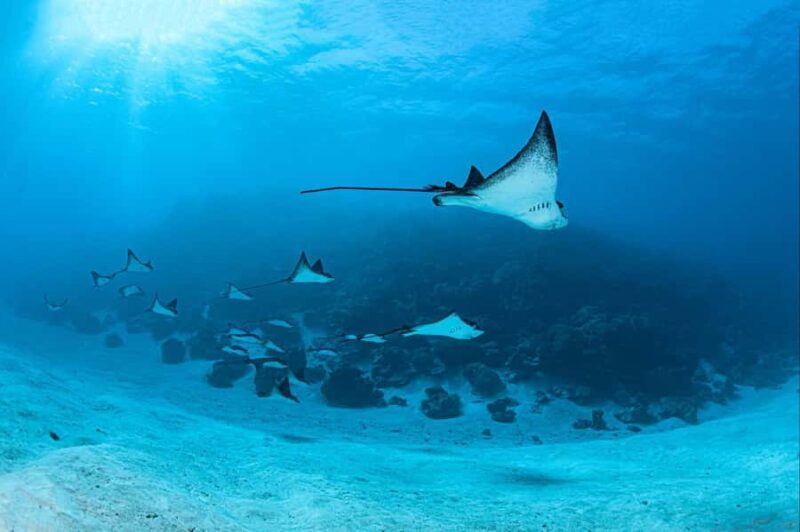 Bora Bora: 1 afternoon dive for certified divers - The Dive Sites and Marine Encounters