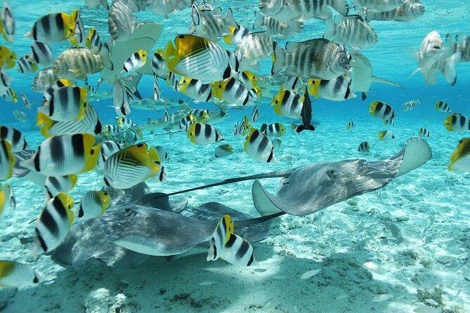 Bora Bora 4WD Tour & Eco Shark & Ray Snorkel Cruise - What Travelers Love & Potential Drawbacks