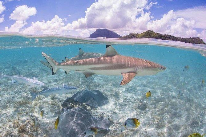 Bora Bora 4WD Tour & Eco Shark & Ray Snorkel Cruise - The Good, the Not-So-Good