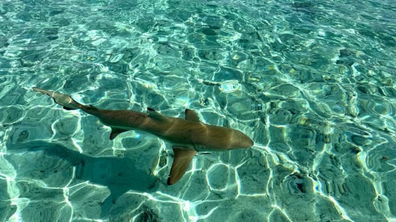 Bora Bora: Blue Lagoon Cruise, Snorkeling and Lunch . - The Experience: A Full Breakdown of the Bora Bora Blue Lagoon Tour