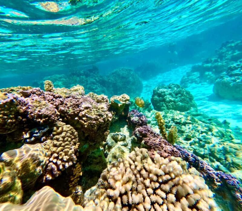 Bora Bora: Blue Lagoon Cruise, Snorkeling and Lunch . - FAQ: Your Questions About the Bora Bora Blue Lagoon Tour Answered