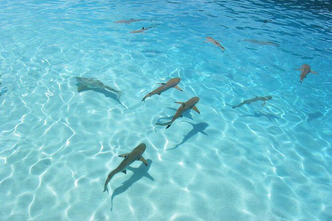 Bora Bora Eco Snorkel Cruise Including Snorkeling with Sharks and Stingrays - Final Thoughts