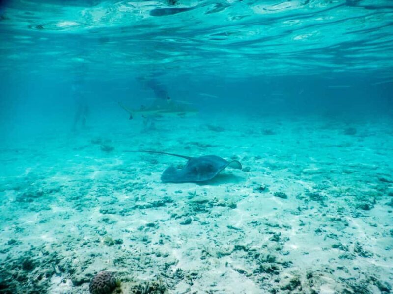 Bora Bora: Half-Day Lagoon Snorkelling Tour - An Honest Look at the Bora Bora Lagoon Snorkelling Tour