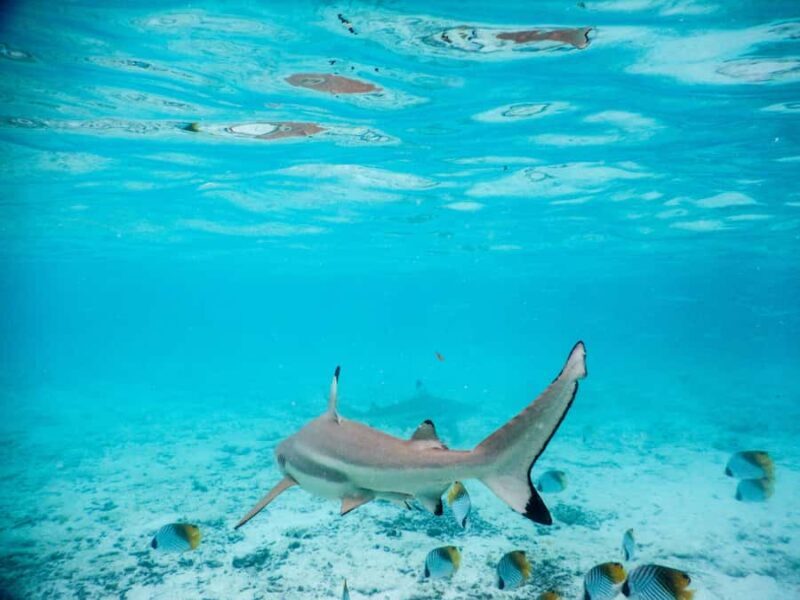 Bora Bora: Half-Day Lagoon Snorkelling Tour - Authentic Experiences and Tips from Travelers