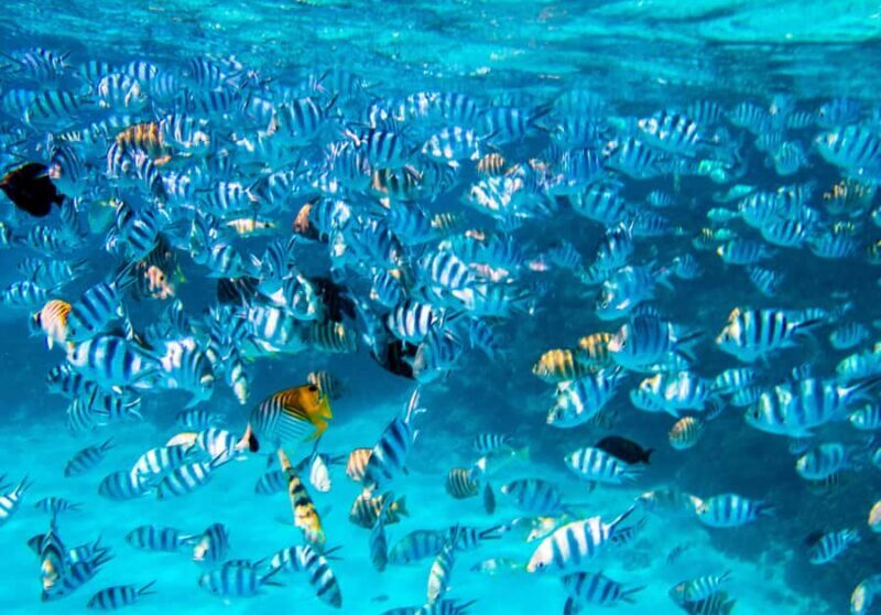 Bora Bora: Half-Day Lagoon Snorkelling Tour - Who Should Consider This Tour?