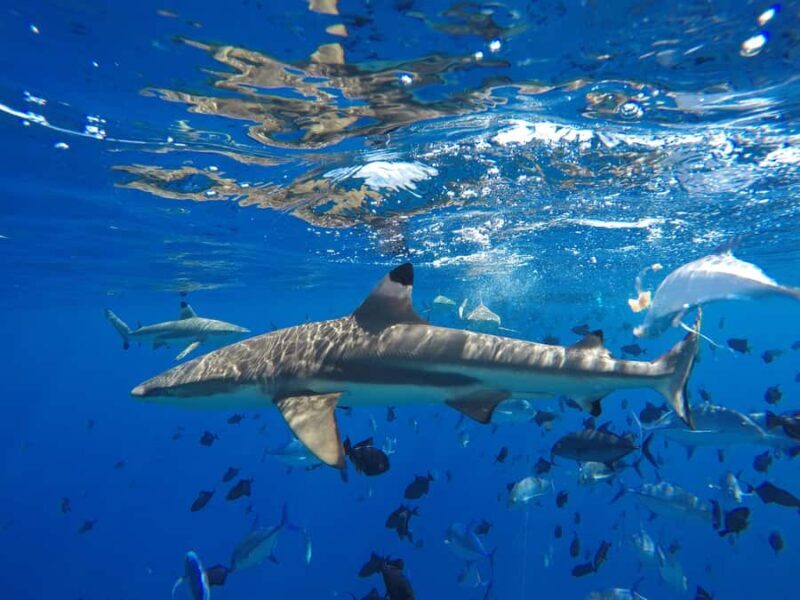 Bora Bora: Half-Day Traditional Canoe Ride in the Lagoon - Discovering the Lagoon’s Wonders