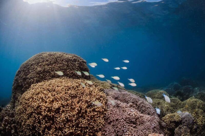 Bora Bora: Introductory Dive - Who Should Consider This Experience?