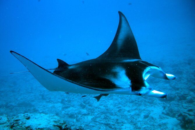 Bora Bora Jet Ski Tour, & Eco Shark / Ray Snorkel Cruise - The Cons & Considerations