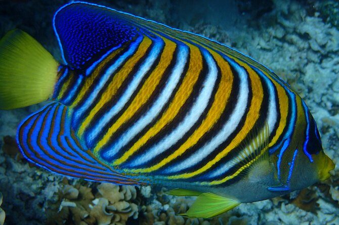 Bora Bora: Luxury Private Half Day Snorkeling Tour - An In-Depth Look at the Tour Experience