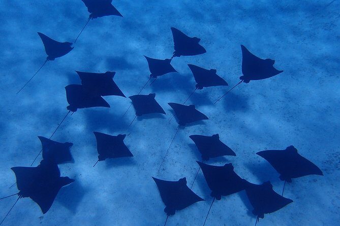 Bora Bora: Luxury Private Half Day Snorkeling Tour - Frequently Asked Questions