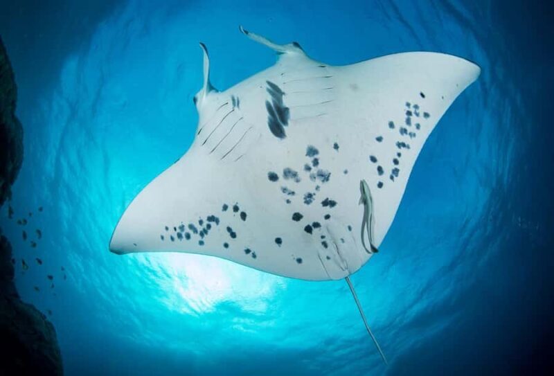 Bora Bora: Morning 2 tank dive for certified divers - The Marine Environment: Why It Matters