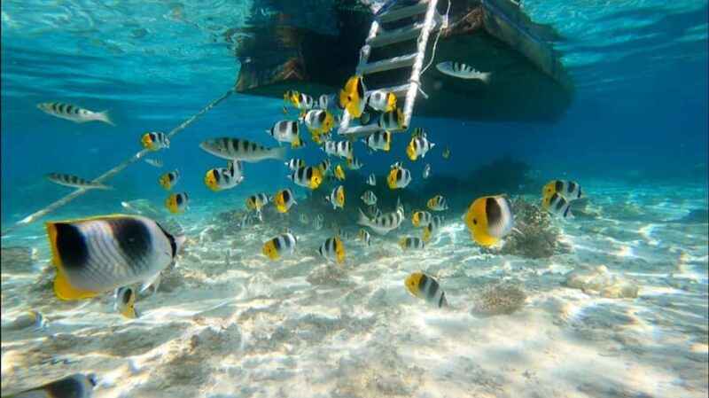 Bora Bora: Private 1/2 day lagoon safari tour - Who Should Consider This Tour?