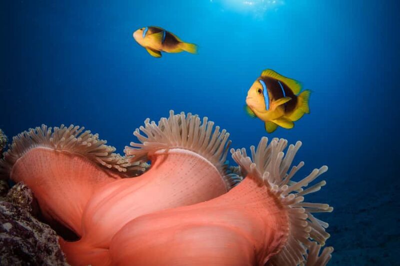 Bora Bora: Romantic Dive for Two People (Beginners) - An Inside Look at the Experience