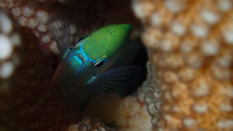 Bora Bora: Small Group Snorkeling Boat Tour with Pickup - What to Expect from this Bora Bora Snorkeling Tour