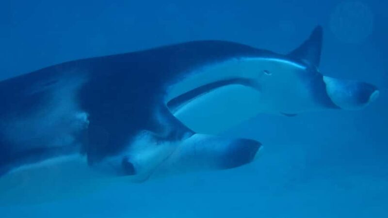 Bora Bora: Small Group Snorkeling Boat Tour with Pickup - The Sum Up