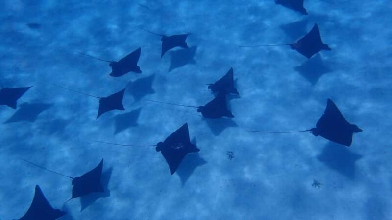 Bora Bora: Small Group Snorkeling Boat Tour with Pickup - FAQ