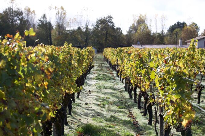 Bordeaux : Full Day Wine Tastings & Lunch - Frequently Asked Questions